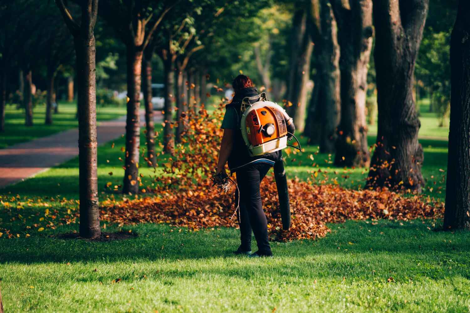 The Steps Involved in Our Tree Care Process in Cedar Hill, TX